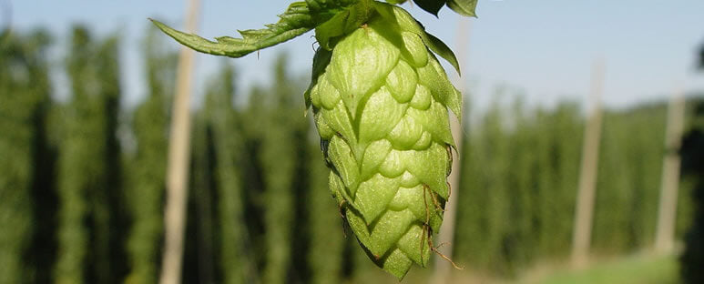 Part 1: Hops – Those Curious Little Creatures