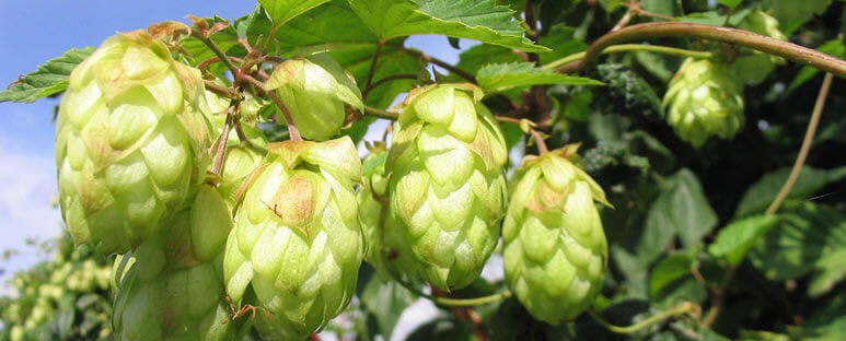Part 2 – Seven Songs About Hops and Other Useful Hoppy Stuff