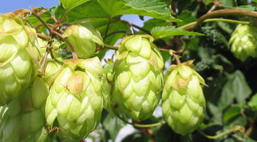 Part 2 – Seven Songs About Hops and Other Useful Hoppy Stuff